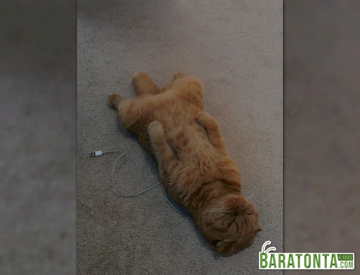 Esqueci de carregar meu gato