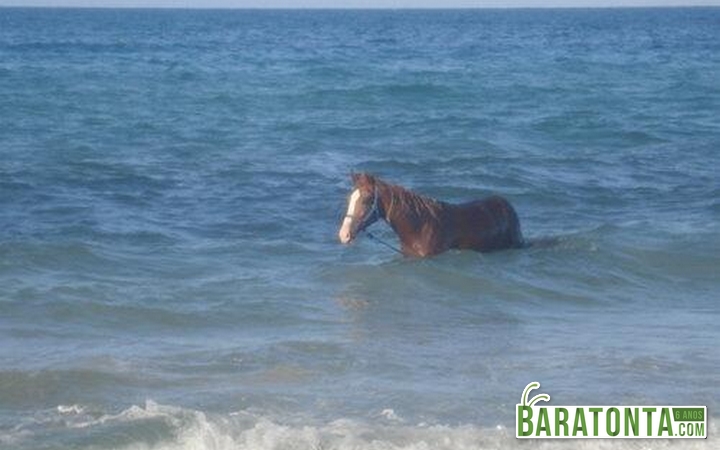 Cavalo marinho