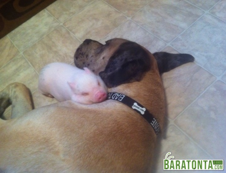 O cão não estava dormindo, mas ficou parado para não acordar o filhote!