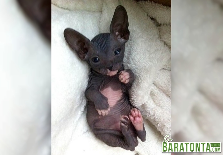 No momento estou vomitando arco-íris