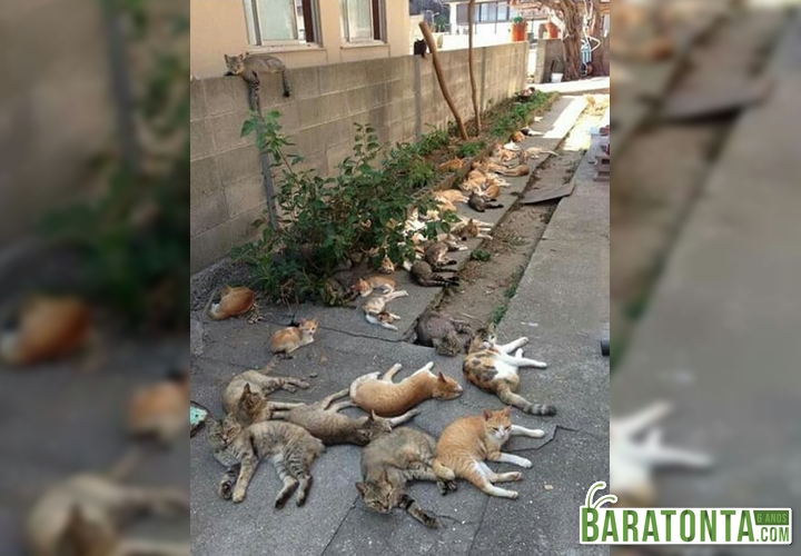Quando você planta catnip no seu jardim