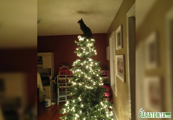 Meu lugar é no topo