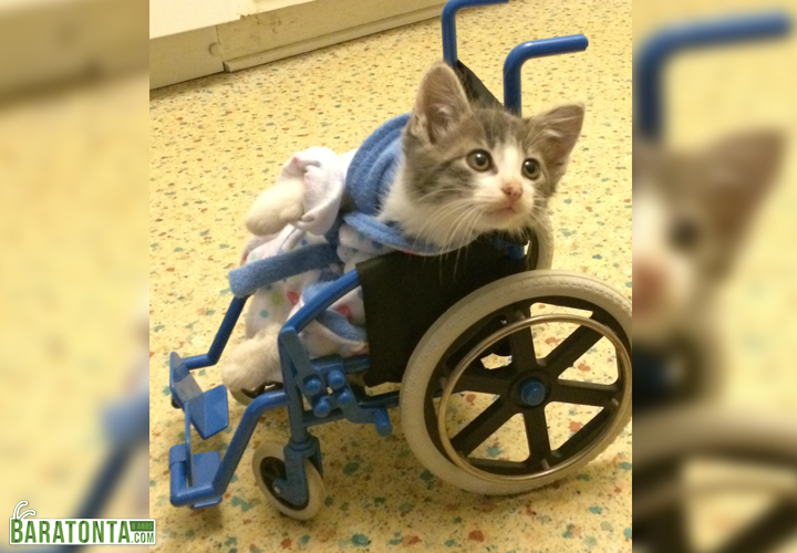 Olha um guerreirinho voltando do veterinário