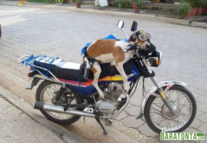 Como levar seu cachorro na moto