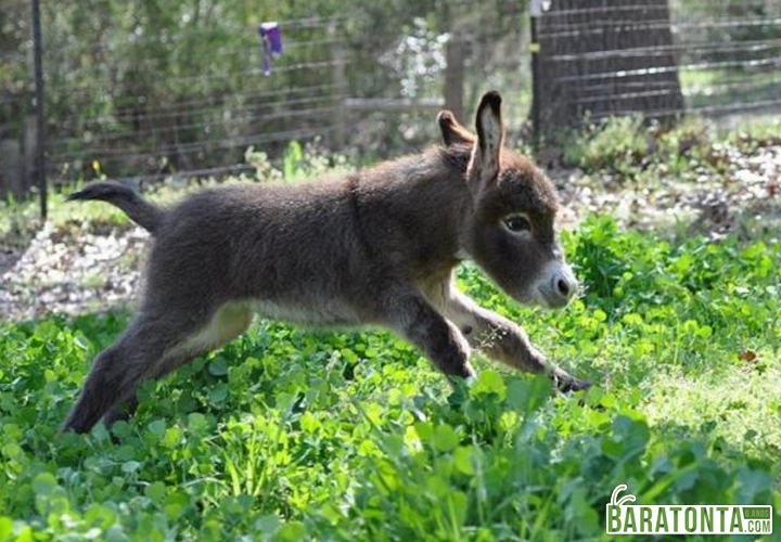 Mande essa foto pra quem você acha bonitinha mas burrinha