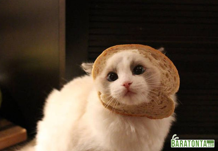 Olha o que o gato fez