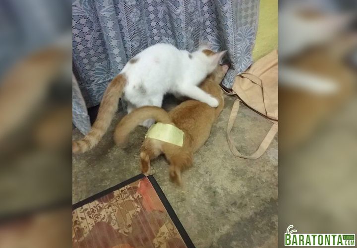 Quando falta dinheiro pra castrar o gato