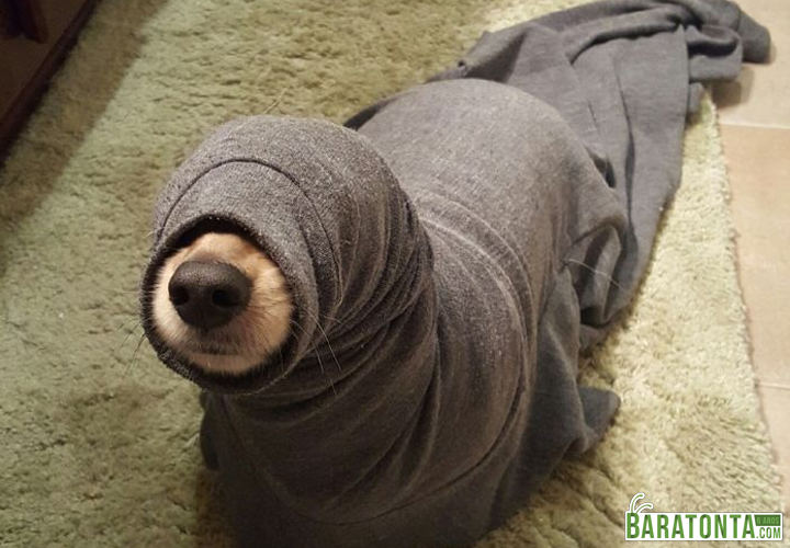 É uma foca?