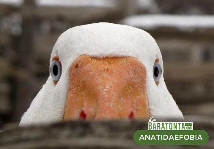 8 fobias insanas e bizarras que você jamais imaginou que existem