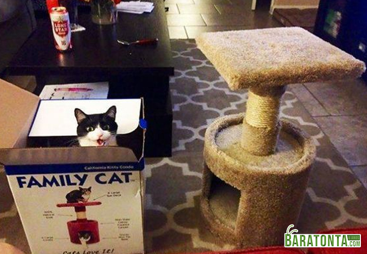 O gato adorou o presente