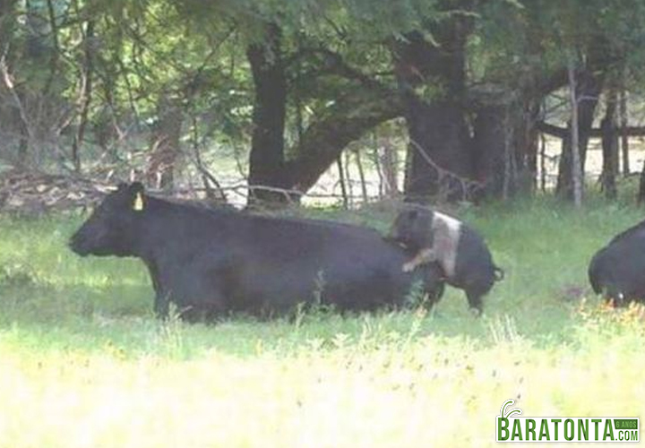 Acho que não vai dar, porquinho