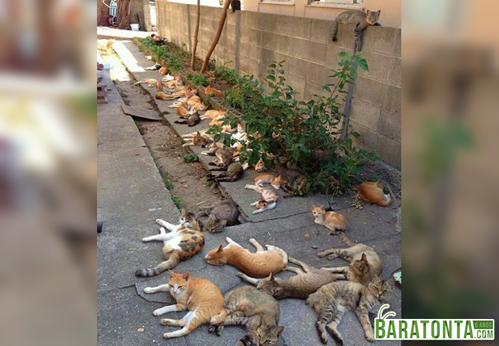 Um jardim de catnip