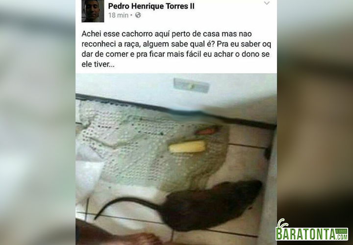 Deve ser um ratvailler