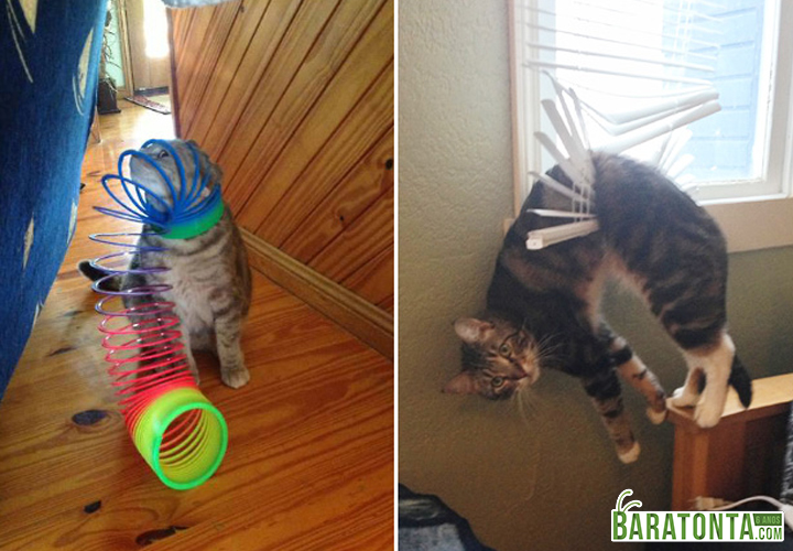 Gatos sempre se fudendo