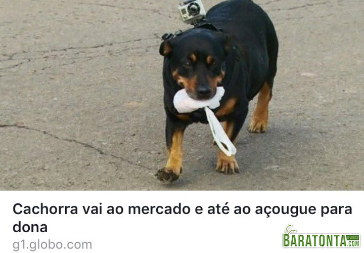 Se minha cachorra fizesse isso minha mãe não tinha nem me colocado no mundo