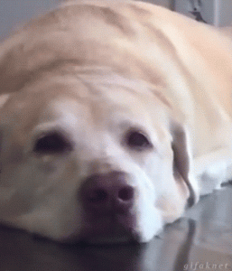 Você não será mais feliz que esse cachorro